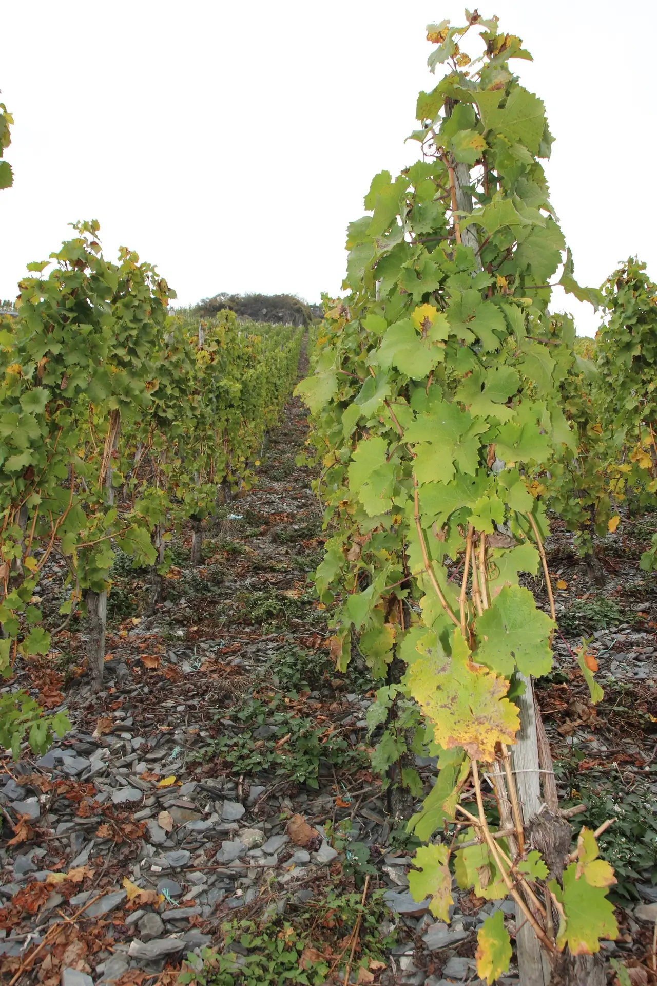 Et forsvar for liflighed – Mosel 2017