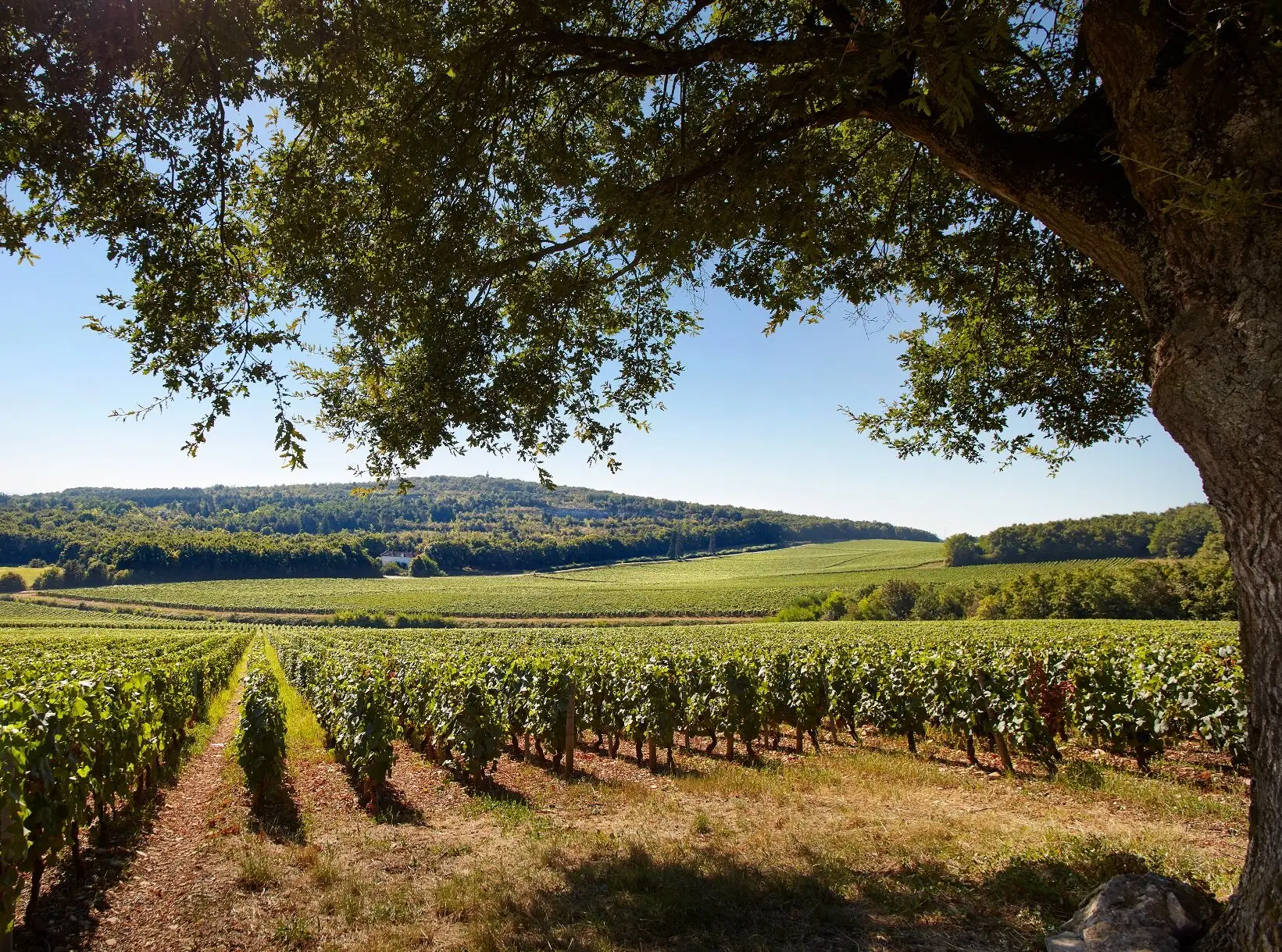Det gode køb ER muligt i Bourgogne