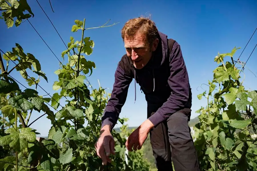 Boris Champy – Hautes Côtes’ nye superhelt. De små skal blive de store version 3
