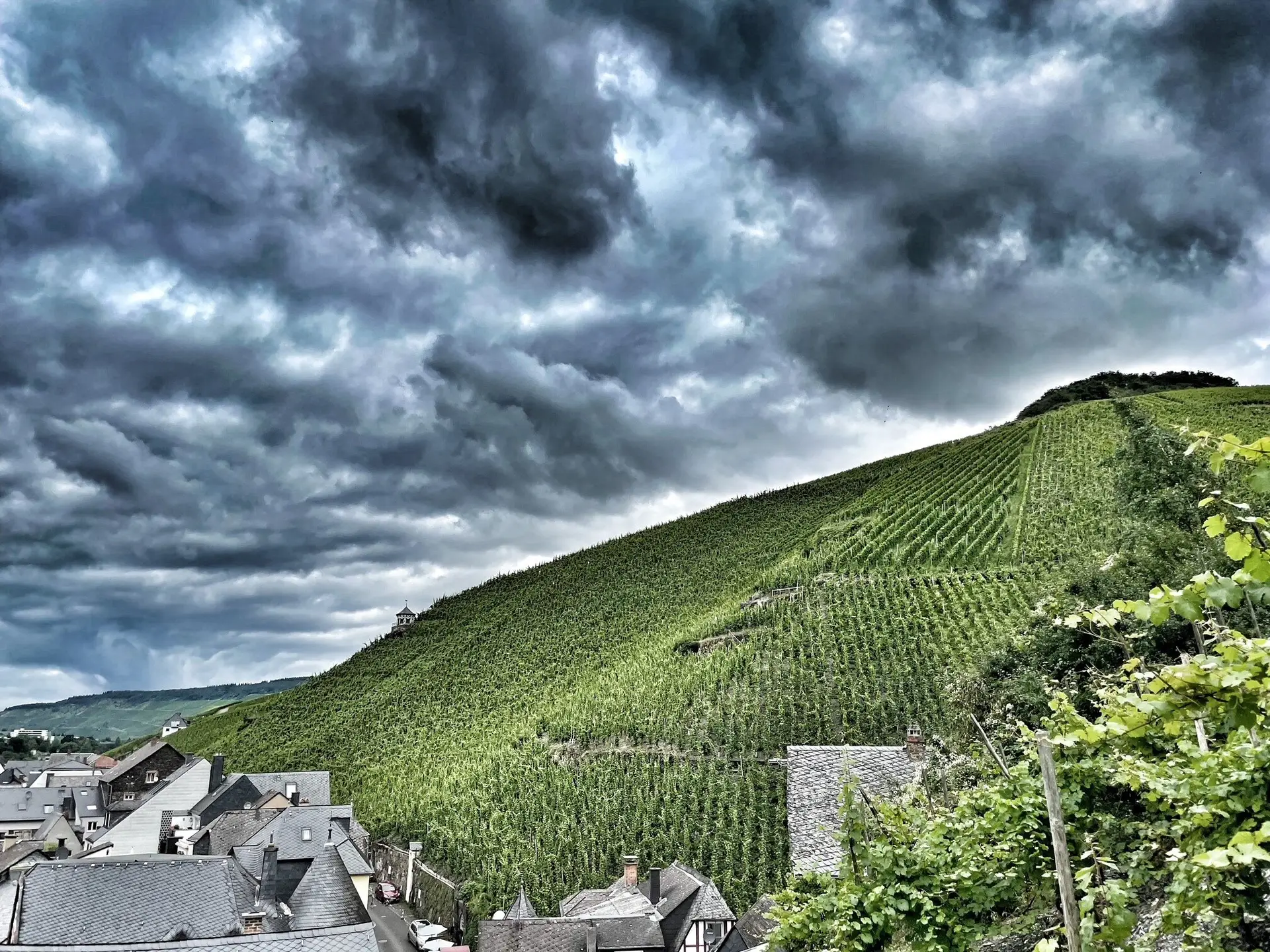Doctor – når riesling helbreder