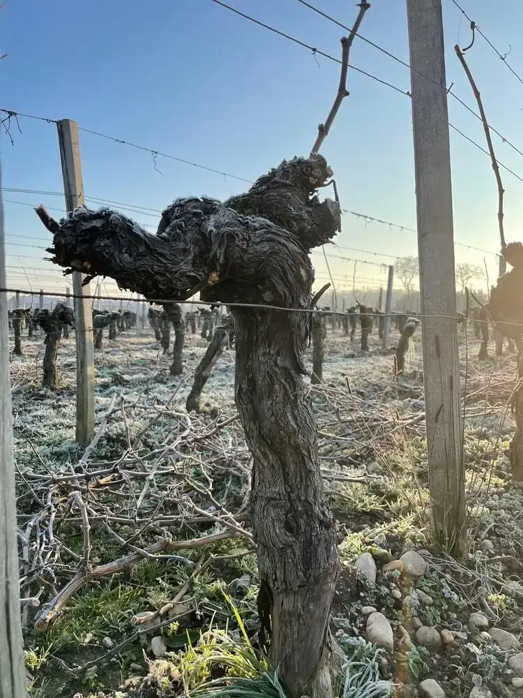 Bordeaux buldrer videre