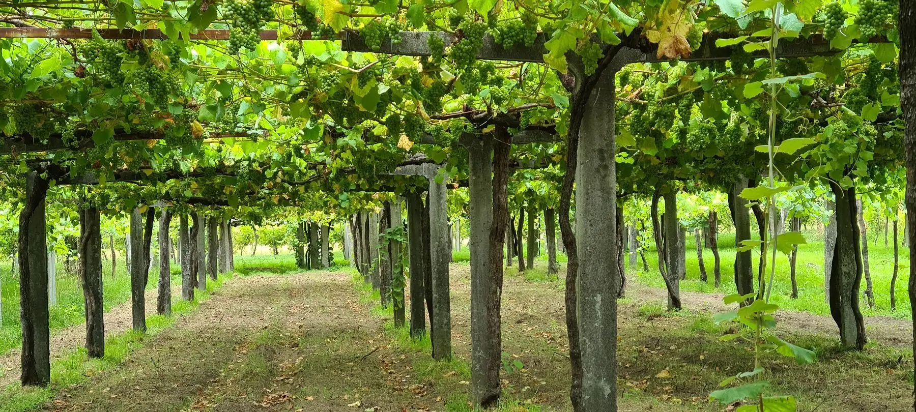 Rias Baixas’ blæksprutte – Albamar
