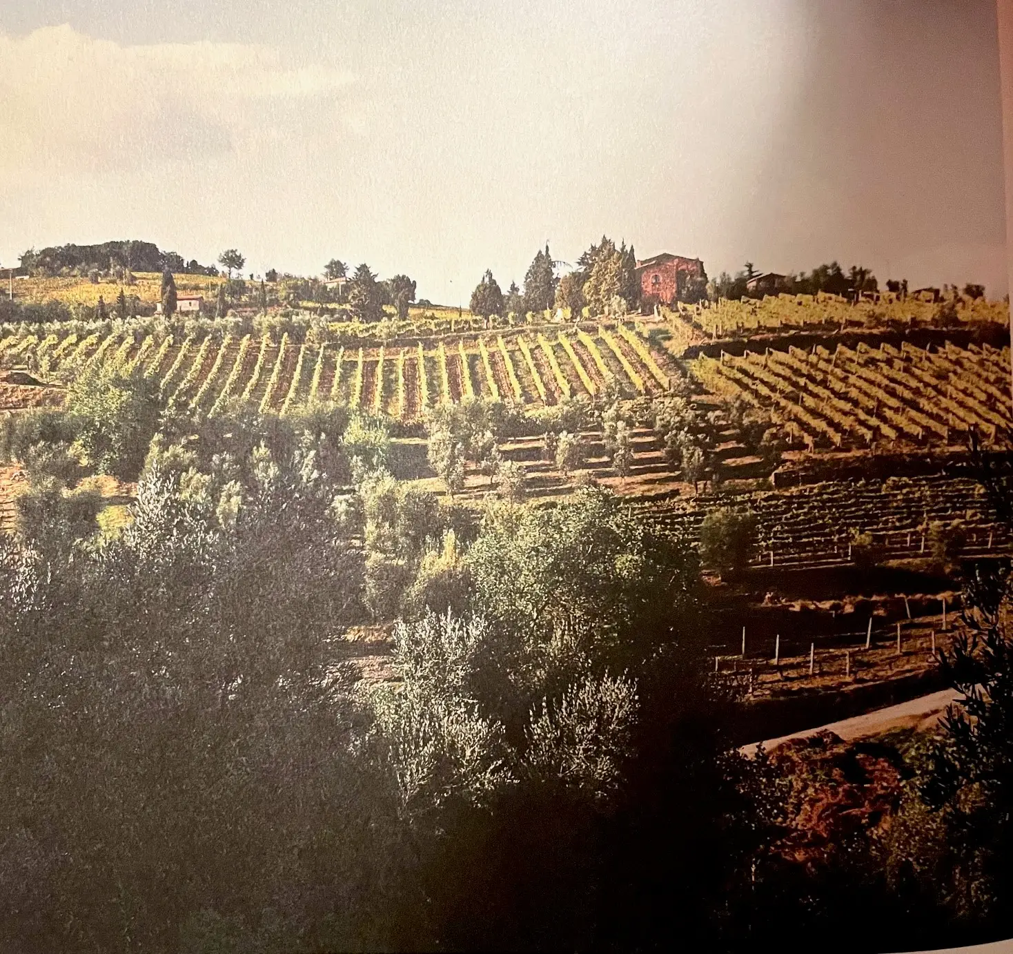 VINSMAGNING – best of Brunello 2018
