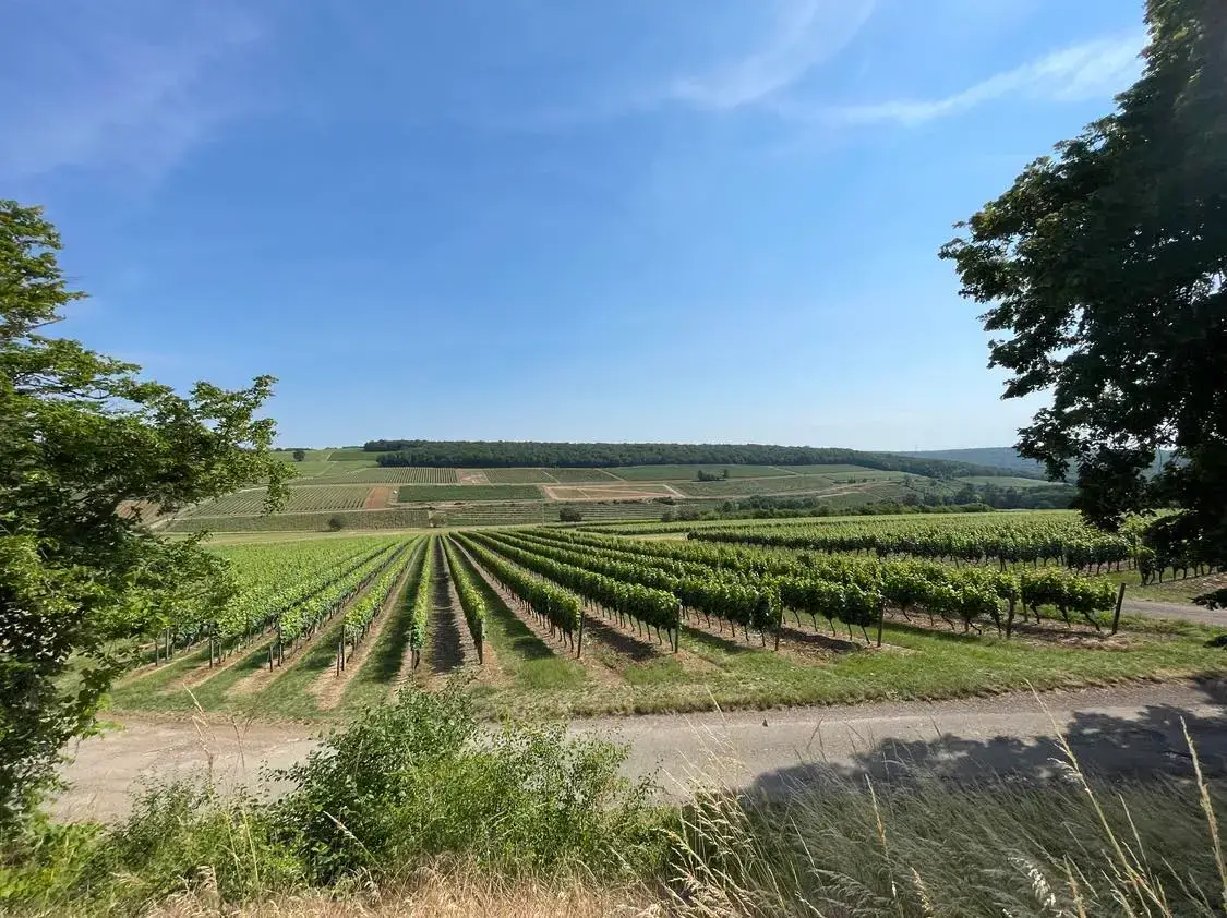 MÅNEDSTEST – Bourgogne fra højderne – Les Hautes-Côtes