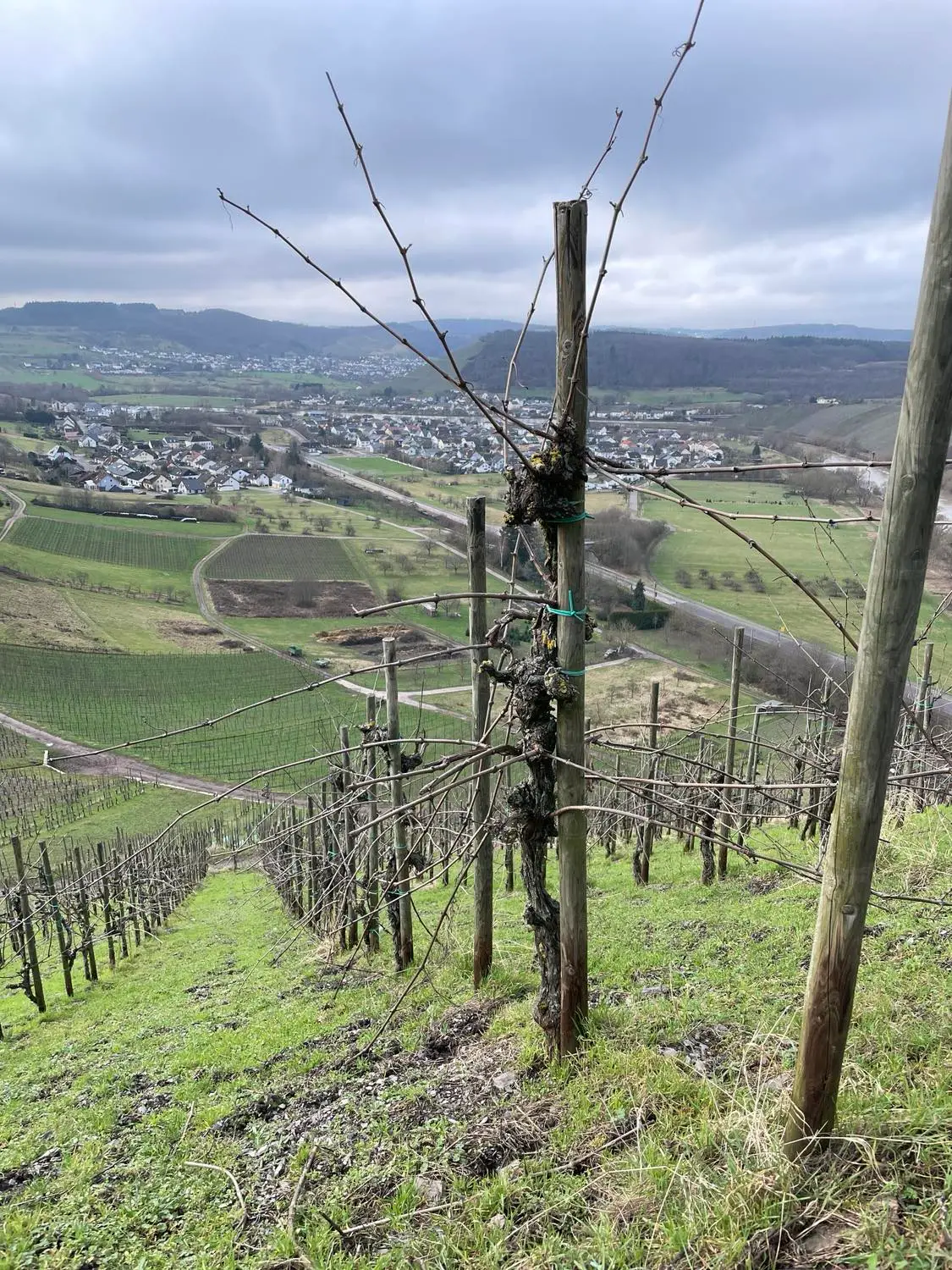 MOSEL – MINIRAPPORT fra 5 topproducenter