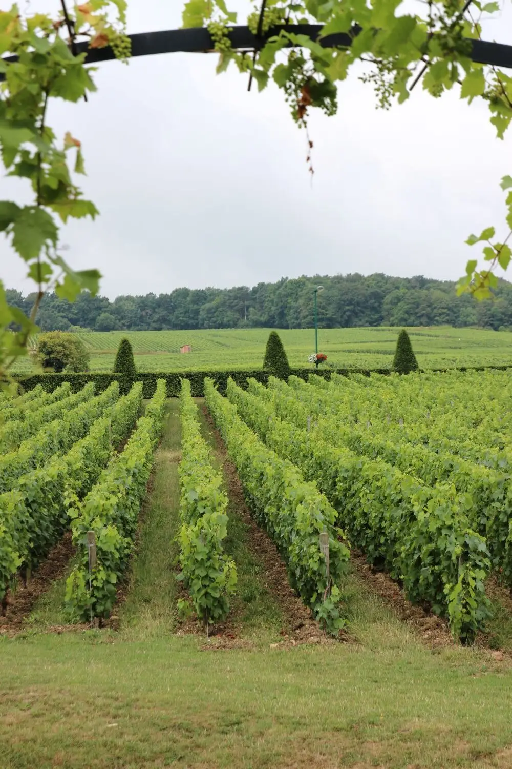 Le Mesnil-sur-Oger – grand cru-kommunen over dem alle i Champagne?
