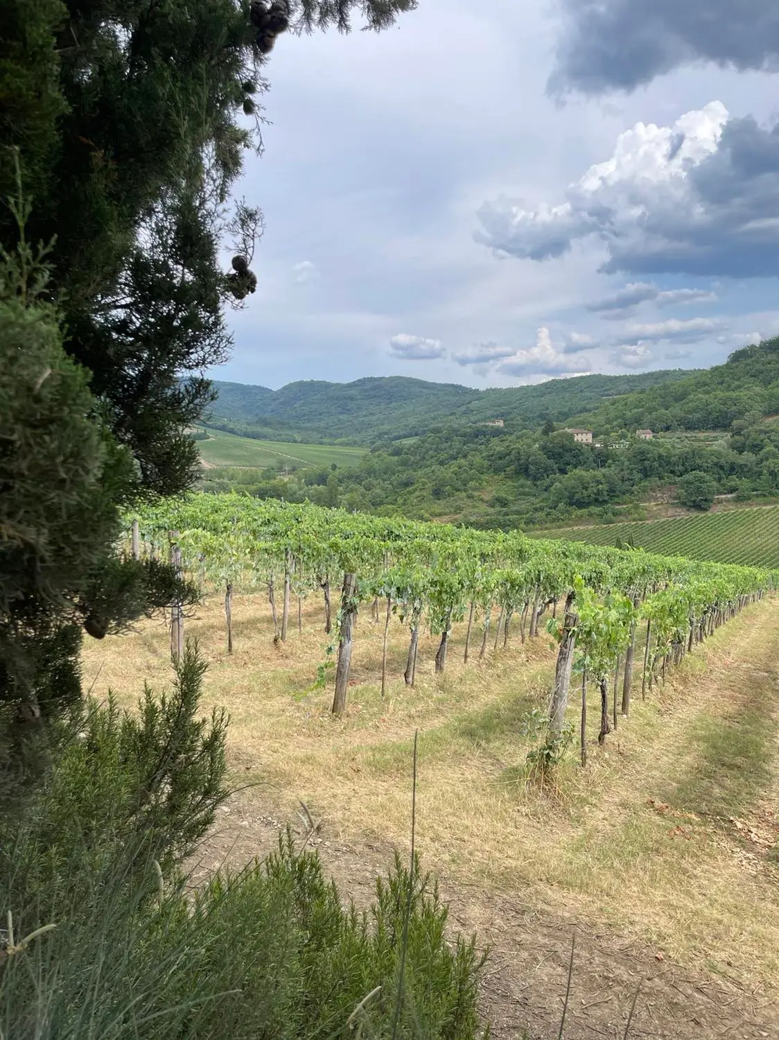 Chianti Classico – 4 stjerner