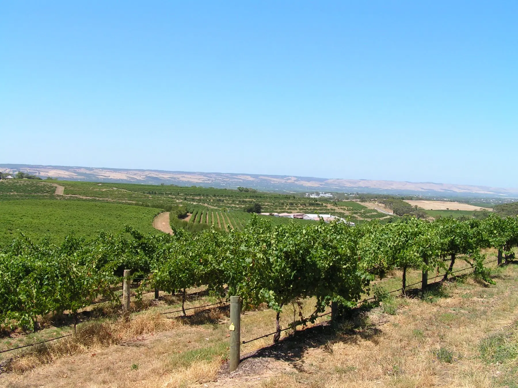 Den NYE grenache i McLaren Vale