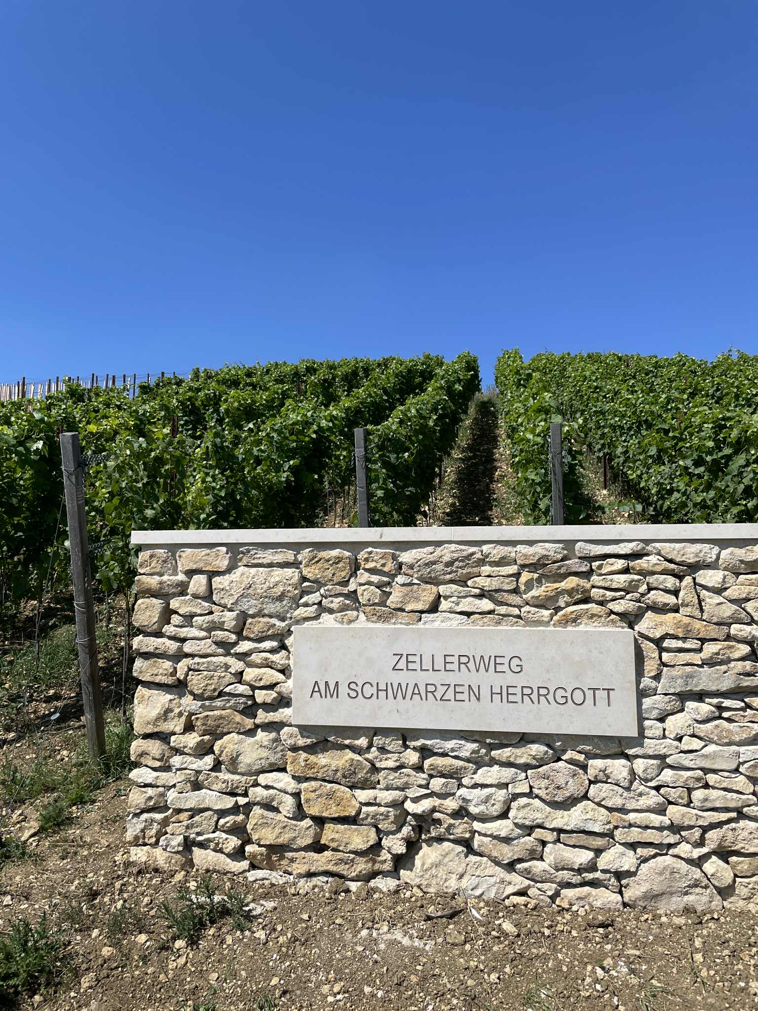 Det sydlige Rheinhessen – kalkstensrieslingens hjemland