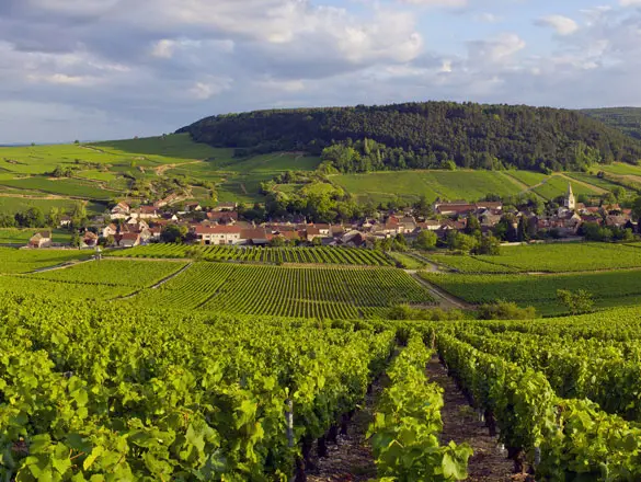 Auxey-Duresses – hot og cool på samme tid