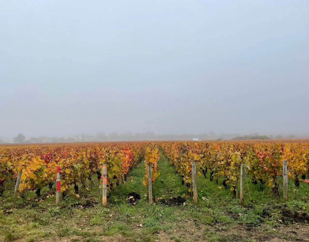 Gevrey-Chambertin – en introduktion