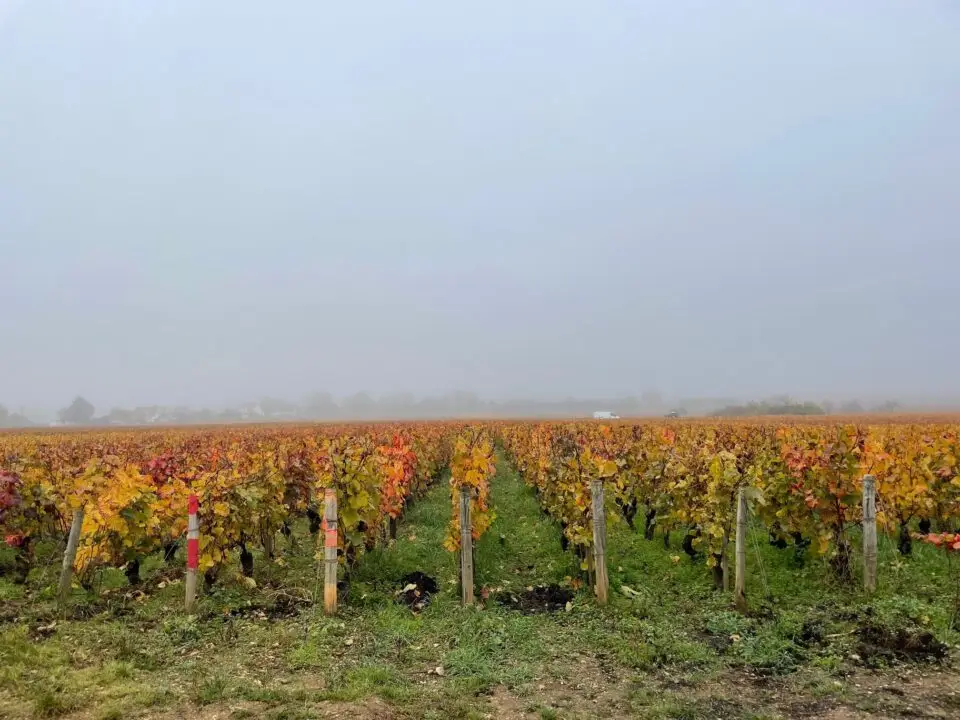 Gevrey-Chambertin – en introduktion