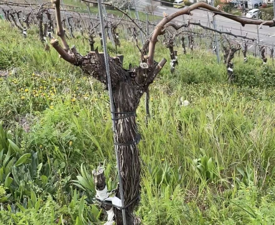 Mine hjertebørn – tysk spätburgunder – en smagning
